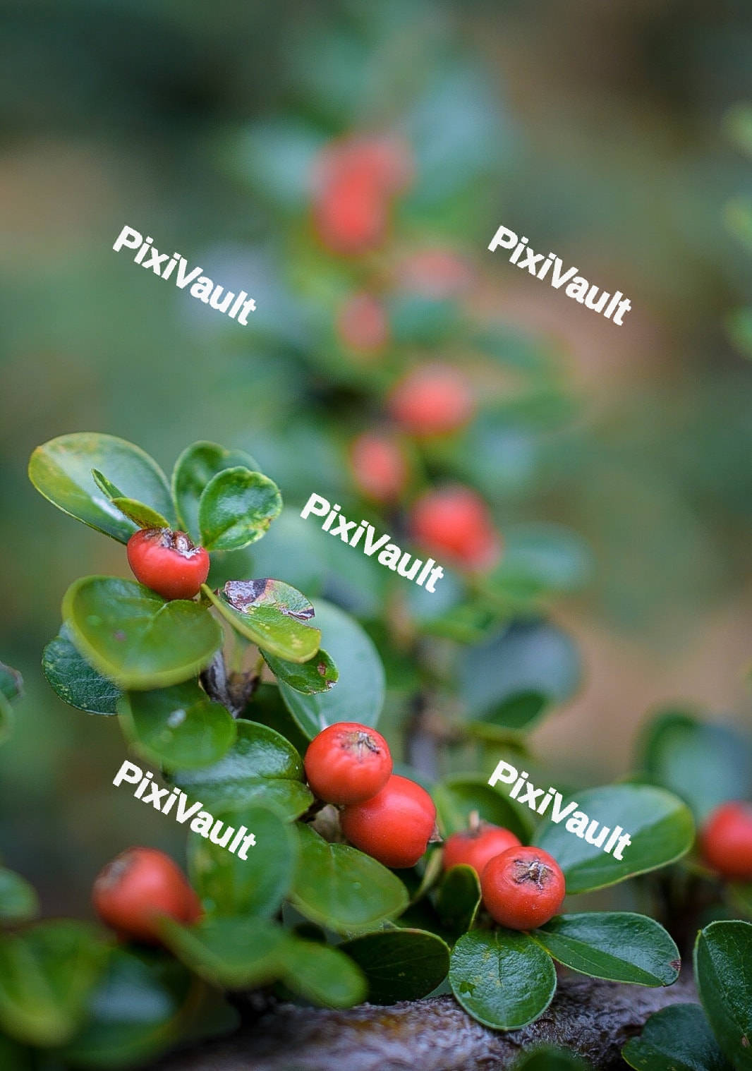 Pyracantha crenulata